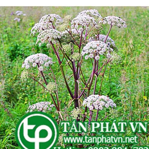 Địa Chỉ Mua Bán Độc Hoạt Tại HCM Ở Đâu? Địa Chỉ Mua Bán Độc Hoạt Tại HCM Ở Đâu?