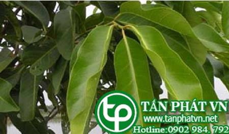 Địa Chỉ Mua Bán Nụ Vối Tại HCM Ở Đâu? Địa Chỉ Mua Bán Nụ Vối Tại HCM Ở Đâu?