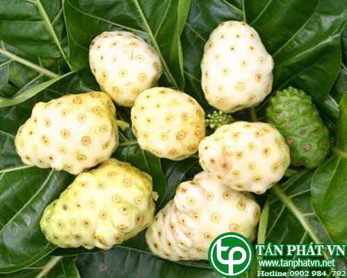 Phân phối  trái nhàu tại Đồng Nai 