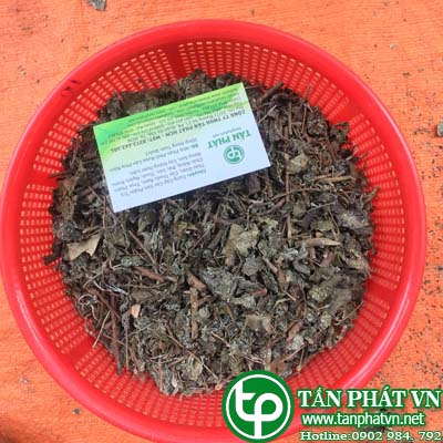 sỉ lẻ chè dây tại Hậu Giang