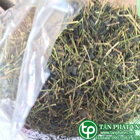 Phân phối sỉ lẻ giảo cổ lam tại Tiền Giang tăng cường