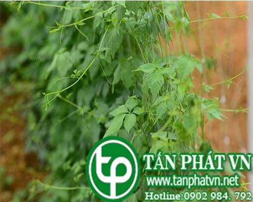 Phân phối sỉ lẻ giảo cổ lam tại quận 1