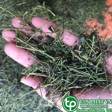 Phân phối sỉ lẻ giảo cổ lam tại Bình Thuận