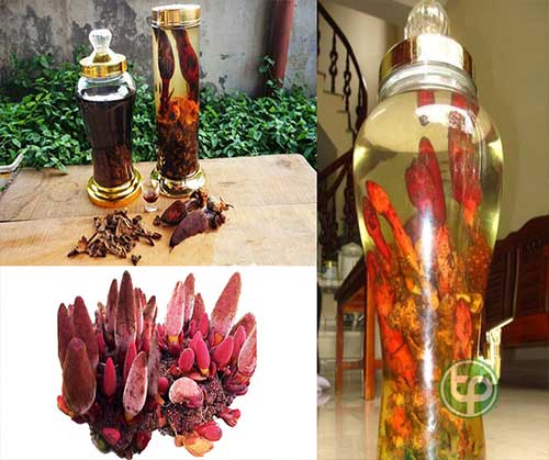 mua Nấm Ngọc Cẩu tại hcm mua Nấm Ngọc Cẩu tại hcm