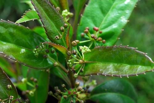 Thanh giáp chữa phong thấp tê đau, đòn ngã tổn thương