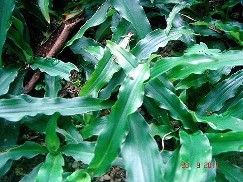 Thiền liền lá hẹp trị ho