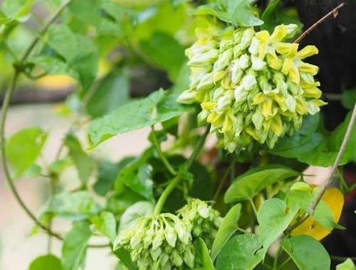 Thiên lý bổ mát, giúp ngủ ngon không trằn trọc