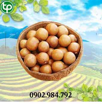 mua bán hạt mắc ca tại tphcm