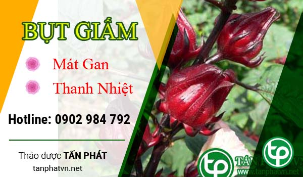 Địa Chỉ Mua Bán Hoa Atiso Đỏ |Bụt Giấm Tại HCM Ở Đâu? tphcm