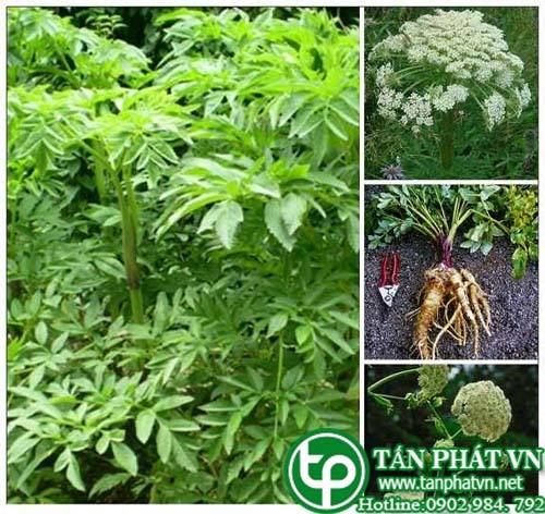Địa Chỉ Mua Bán Bột Bạch Chỉ Tại HCM Ở Đâu? Địa Chỉ Mua Bán Bột Bạch Chỉ Tại HCM Ở Đâu?