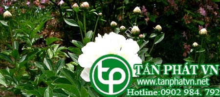 Địa Chỉ Mua Bán Bạch Thược Tại HCM Ở Đâu?