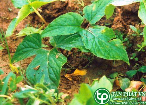 Bán Sỉ Bán Hạ Tại HCM Ở Đâu? Bán Sỉ Bán Hạ Tại HCM Ở Đâu?