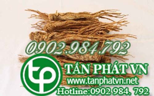 Bán Sỉ Bột Dương Quy Tại HCM Ở Đâu?
