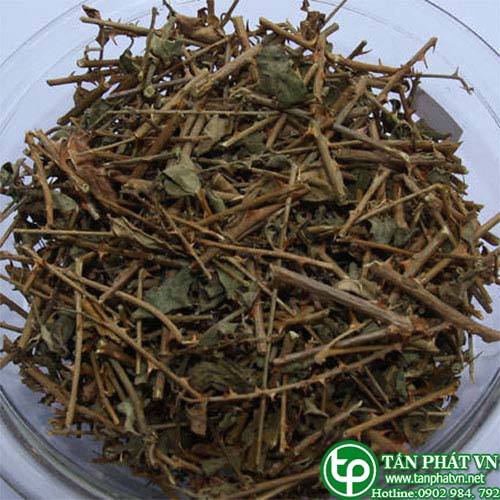 Bán Sỉ Cà Gai Leo Tại HCM Ở Đâu?
