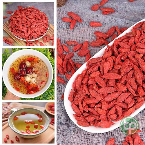 Bán Cẩu Kỷ Tử tại hcm