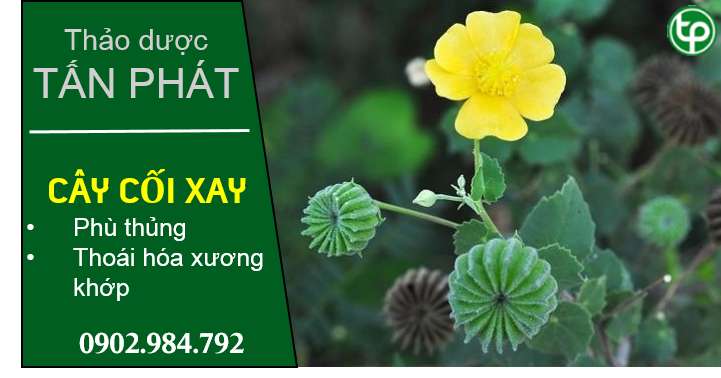 Bán Sỉ Cối Xay Tại HCM Ở Đâu?
