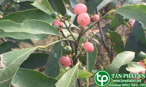 Bán Sỉ Cây Cơm Rượu Tại HCM Ở Đâu?