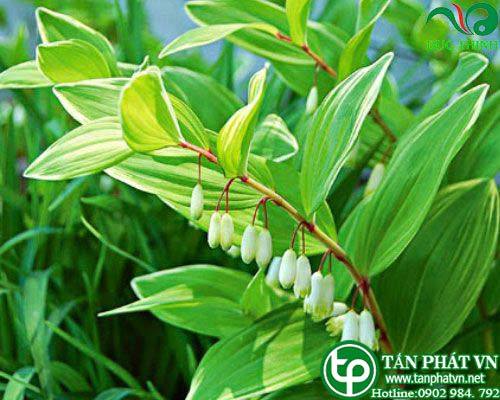 Bán Sỉ Cây Hoàng Tinh Tại HCM Ở Đâu?