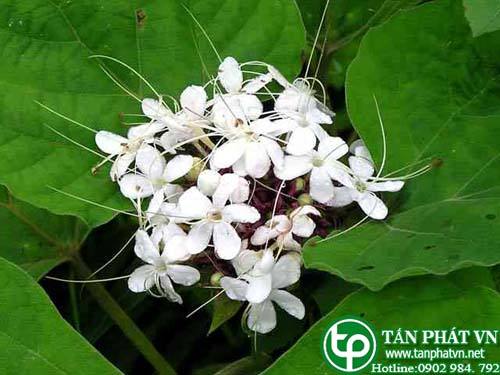 Bán Sỉ Cây Mò Hoa Trắng Tại HCM Ở Đâu?