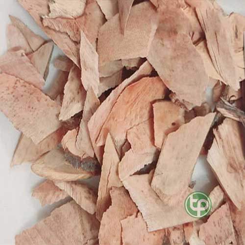 Địa Chỉ Mua Bán Cây Muối Tại TPHCM