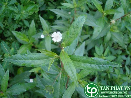 Bán Sỉ Cây Nhọ Nồi Tại HCM Ở Đâu?