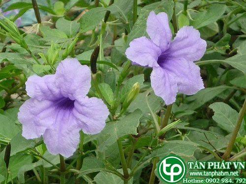 Bán Sỉ Cây Nổ Tại HCM Ở Đâu? Bán Sỉ Cây Nổ Tại HCM Ở Đâu?
