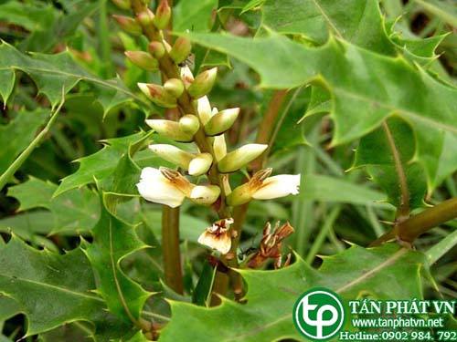 Bán Sỉ Cây Ô Rô Tại HCM Ở Đâu?