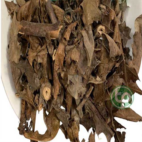 Địa Chỉ Mua Bán Cây Ô Rô  Tại TPHCM