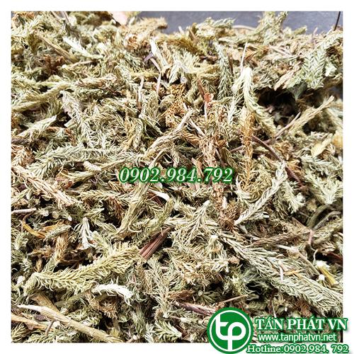 Địa Chỉ Mua Bán Cây Thông Đất Tại TPHCM