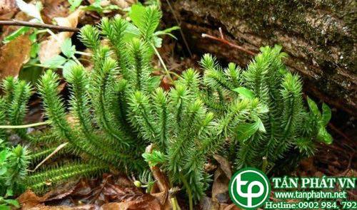 Địa Chỉ Mua Bán Cây Thông Đất Tại HCM Ở Đâu?