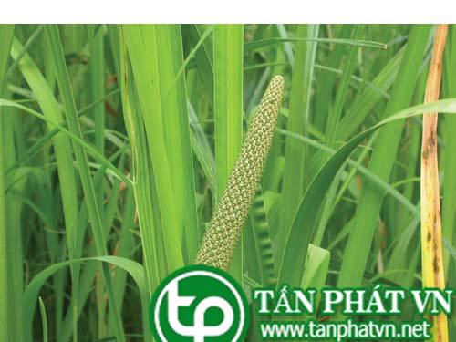Bán Sỉ Cây Thủy Xương Bồ Tại HCM Ở Đâu?