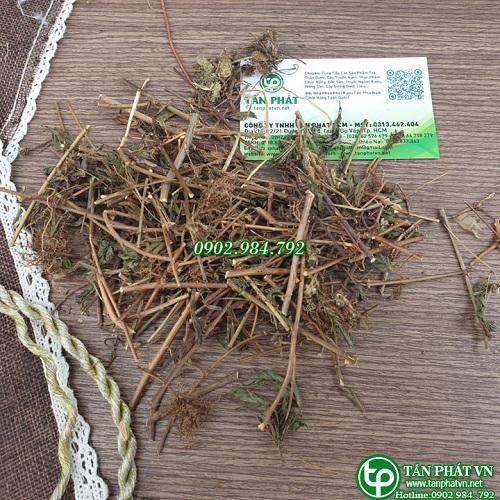 Cửa hàng bán Cây Xấu Hổ uy tín chất lượng tại hcm