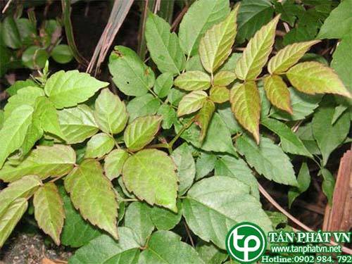Bán Sỉ Chè Dây Tại HCM Ở Đâu?