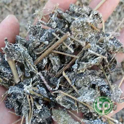 Địa Chỉ Mua Bán Chè Dây Tại HCM