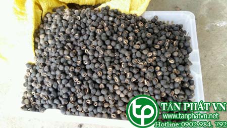 Địa Chỉ Bán Sỉ Chuối Cô Đơn Tại HCM