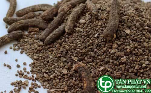 Địa Chỉ Mua Bán Hạt Chuối Tại HCM Ở Đâu?