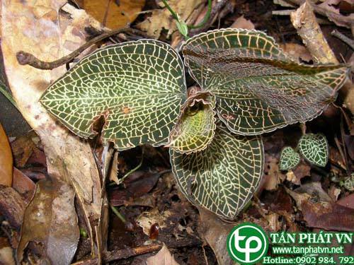 Bán Sỉ Cỏ Kim Tuyến Tại HCM Ở Đâu?