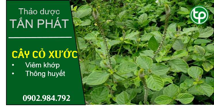 Bán Sỉ Cỏ Xước Tại HCM Ở Đâu?