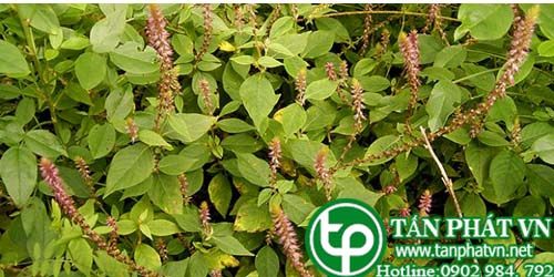 Địa Chỉ Mua Bán Cỏ Xước Tại HCM Ở Đâu? Địa Chỉ Mua Bán Cỏ Xước Tại HCM Ở Đâu?
