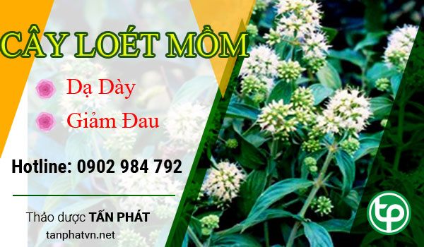 Địa Chỉ Mua Bán Dạ Cẩm Tại HCM Ở Đâu? tphcm