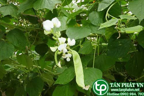 Bán Sỉ Đậu Ván Trắng Tại HCM Ở Đâu?