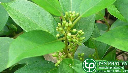Bán Sỉ Dây Thìa Canh Tại HCM Ở Đâu?