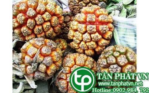 Bán Sỉ Dứa Dại Tại HCM Ở Đâu?
