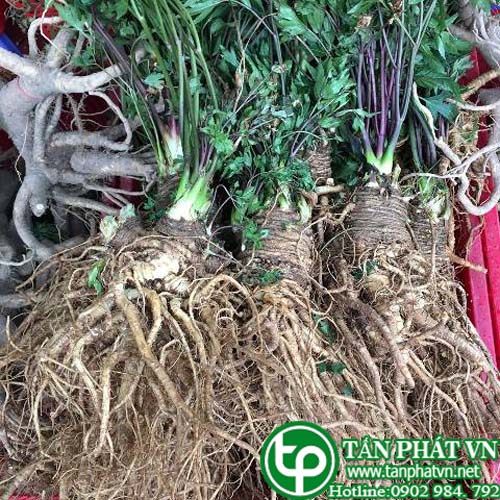 Bán Sỉ Đương Quy Tại HCM Ở Đâu?