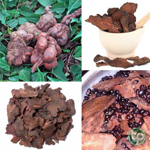 Địa chỉ phân phối Hà Thủ Ô đã sơ chế tại TP.HCM