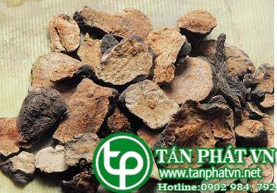 Địa Chỉ Mua Bán Hà Thủ Ô Đỏ Chưa Sơ Chế Loại Lớn Đặc Biệt Tại TPHCM