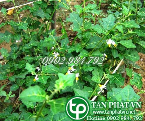 Bán Sỉ Hạt Giống Cà Gai Leo Tại HCM Ở Đâu?