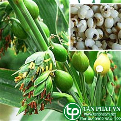 Địa Chỉ Mua Bán Hạt Bo Bo Tại HCM Ở Đâu?