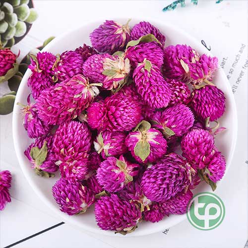 Địa Chỉ Mua Bán Hoa Bách Nhật Tại HCM