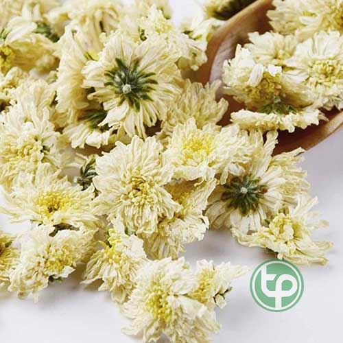 Địa Chỉ Mua Bán Hoa Cúc Trắng Tại HCM